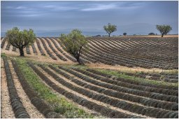 nury marc_plateau de valensole 69